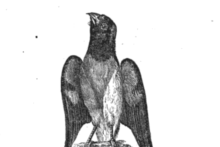 Engraved illustration of a bird of prey perched upright with wings partially spread.