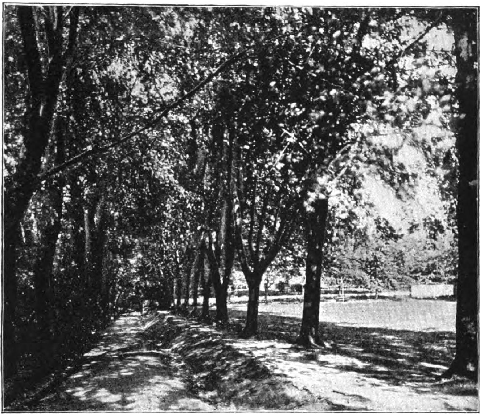 Tree-lined path with shadows and sunlight filtering through dense foliage